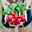 Hands holding a fresh harvest of bright red, round Cherry Belle radishes with green leafy tops.
