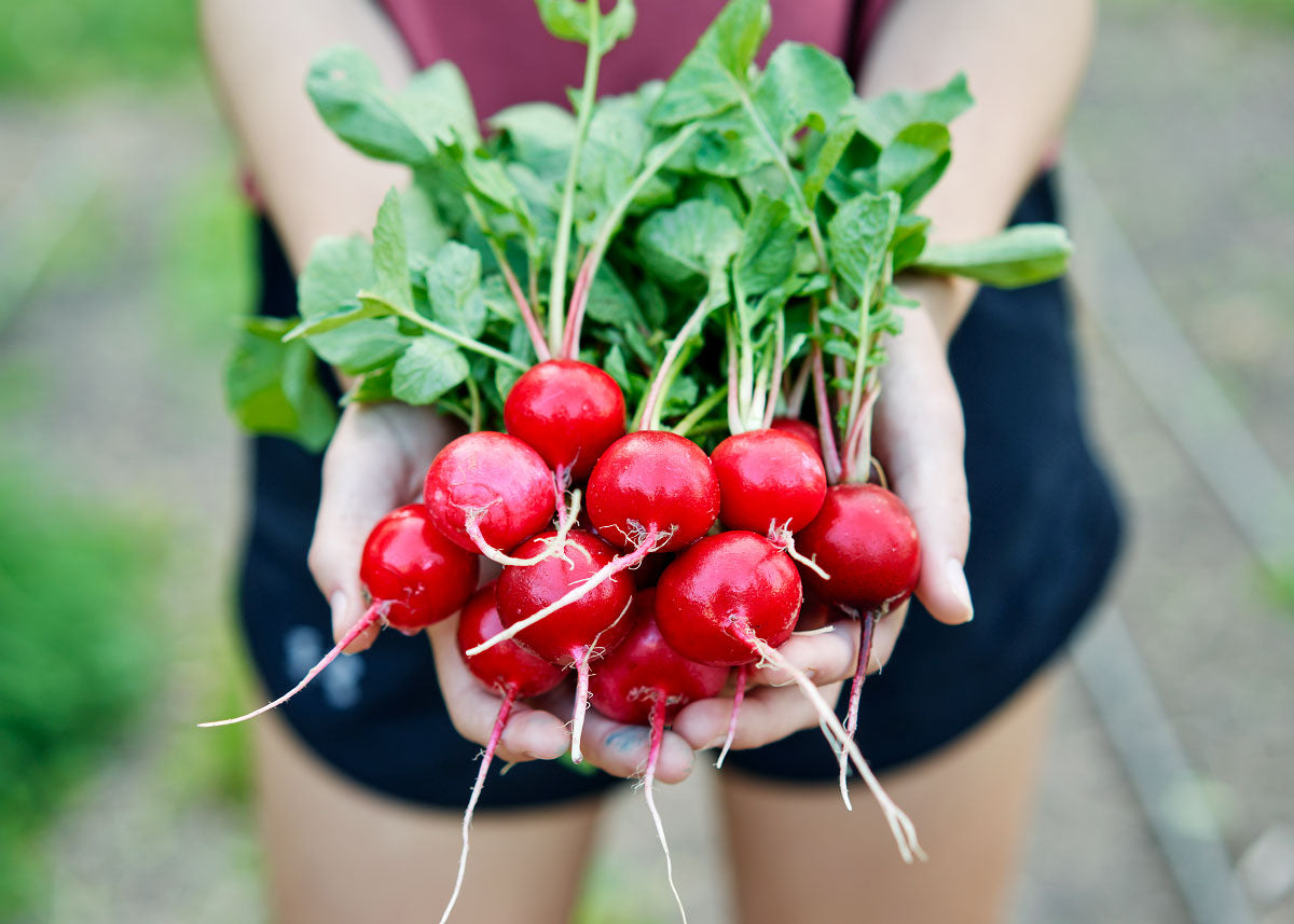 Cherry Belle - Radish Seeds - Organic