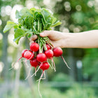 Hand holding a freshly harvested bunch of bright red Cherry Belle radishes with green leafy tops.