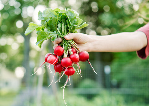 Cherry Belle - Radish Seeds - Organic