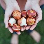 Hands holding a handful of Red Impression tulip bulbs with papery brown and white skins.