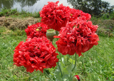 Red Peony - Poppy Seeds