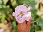 A hand holding a ruffled, light pink Red Peony poppy flower with a green center, surrounded by blue-green foliage.