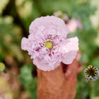 A hand holding a ruffled, light pink Red Peony poppy flower with a green center, surrounded by blue-green foliage.