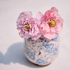 Two ruffled Red Peony poppy flowers in a blue and white patterned ceramic cup.
