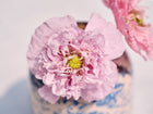 Ruffled light pink Red Peony poppy flowers blooming in a decorative blue and white patterned vase.