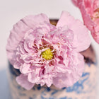 Ruffled light pink Red Peony poppy flowers blooming in a decorative blue and white patterned vase.