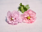 Two ruffled, light pink Red Peony poppy flowers with green centers resting on a textured white surface.