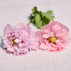 Two ruffled, light pink Red Peony poppy flowers with green centers resting on a textured white surface.