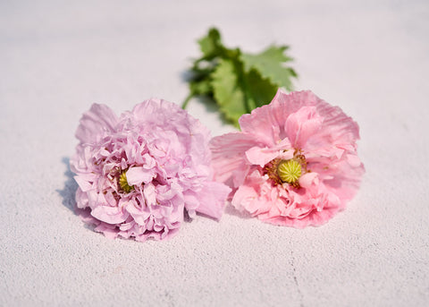Red Peony - Poppy Seeds