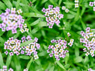 Clusters of tiny purple and white Royal Carpet alyssum flowers blooming among green foliage.