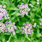 Clusters of tiny purple and white Royal Carpet alyssum flowers blooming among green foliage.