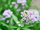 Clusters of tiny, fragrant purple Royal Carpet alyssum flowers blooming among green foliage in a garden.