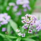 Clusters of tiny, fragrant purple Royal Carpet alyssum flowers blooming among green foliage in a garden.