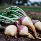Freshly harvested Angela rutabagas with purple shoulders and green tops resting on dark garden soil.