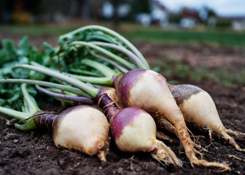 Angela - Rutabaga Seeds - Organic