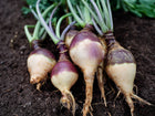 Freshly harvested Angela rutabagas with purple shoulders and creamy yellow roots lying on dark garden soil.