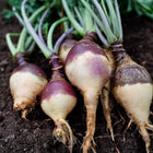 Freshly harvested Angela rutabagas with purple shoulders and creamy yellow roots lying on dark garden soil.
