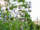 Broadleaf sage plant with soft gray-green leaves and tall spikes of purple-blue flowers blooming in a garden.