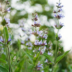 Broadleaf sage plant with soft gray-green leaves and tall spikes of purple-blue flowers blooming in a garden.