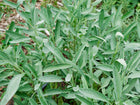 Lush Broadleaf sage plant with textured, soft gray-green leaves growing in a garden bed.