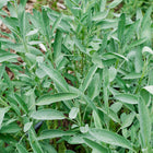 Lush Broadleaf sage plant with textured, soft gray-green leaves growing in a garden bed.