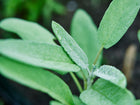 Close-up of Broadleaf sage leaves with a soft, gray-green texture and morning dew droplets in a garden.