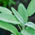 Close-up of fuzzy, dew-covered green Sage leaves growing in a garden bed.
