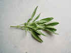 Fresh sprig of Broadleaf sage with soft, gray-green textured leaves on a light gray textured background.