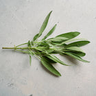 Fresh sprig of Broadleaf sage with soft, gray-green textured leaves on a light gray textured background.
