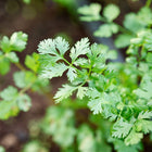 Close-up of vibrant green, feathery leaves on a growing Santo cilantro plant in a garden bed.