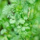 Close-up of vibrant green, feathery Santo cilantro leaves growing in a garden.