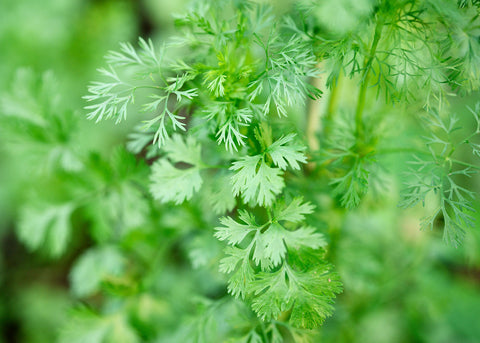 Santo - Cilantro Seeds - Certified Naturally Grown (CNG)