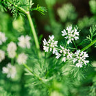 Small white flowers blooming on a bright green Santo cilantro plant.