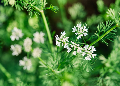 Santo - Cilantro Seeds - Certified Naturally Grown (CNG)