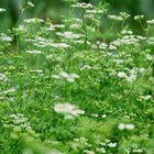Santo cilantro plants in full bloom with delicate white flower clusters and green foliage in a garden.