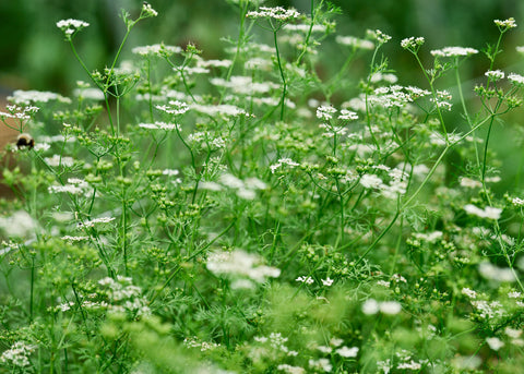 Santo - Cilantro Seeds - Certified Naturally Grown (CNG)