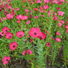 Vivid scarlet flax flowers with delicate red petals and dark centers blooming on thin, upright green stems in a garden.