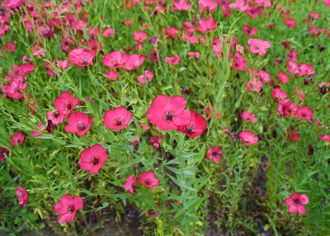 Scarlet Flax Seeds