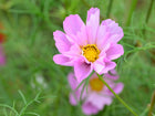 Pink Sea Shells Mix cosmos flower with tubular petals and a bright yellow center against green foliage.