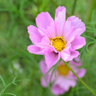 Pink Sea Shells Mix cosmos flower with tubular petals and a bright yellow center against green foliage.