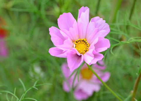 Sea Shells Mix - Cosmos Seeds