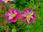 Two Sea Shells Mix cosmos flowers with tubular pink and white petals and bright yellow centers against green foliage.
