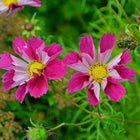 Two Sea Shells Mix cosmos flowers with tubular pink and white petals and bright yellow centers against green foliage.