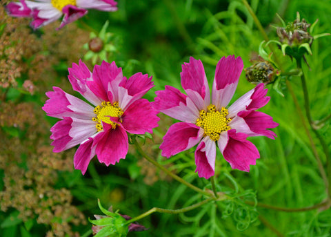 Sea Shells Mix - Cosmos Seeds