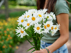 A person holding a fresh bouquet of white Alaska Shasta daisies with bright yellow centers in a garden.