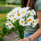 A person holding a fresh bouquet of white Alaska Shasta daisies with bright yellow centers in a garden.