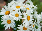 A cluster of Alaska Shasta daisies with bright white petals and vibrant yellow centers in a garden setting.