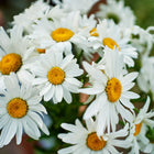 A cluster of Alaska Shasta daisies with bright white petals and vibrant yellow centers in a garden setting.