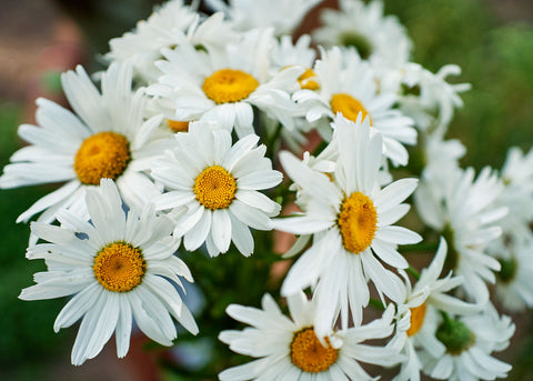 Alaska - Shasta Daisy Seeds